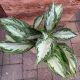 AGLAONEMA 6