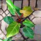 PHILODENDRON 6
