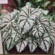 BULB CALADIUM WHITE XMAS 3PP