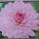 DAHLIA VALENTINO 2PP