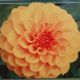 BULB DAHLIA GOLDEN SCEPTER 2PP