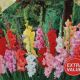 GLADIOLUS LARGE FLOWERING MIX 75PP