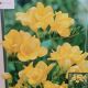 BULB FREESIA YELLOW 15PP