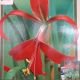 BULB AZTEC LILY 1PP