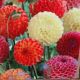 BULB DAHLIA POMPON MIX