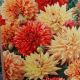 BULB DAHLIA ALL IN ONE MIX