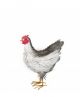 REGAL ART SUSSEX HEN