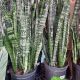 SNAKE PLANT 8
