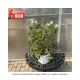 BUTTERFLY BUSH PUG WHITE #3