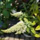 BUTTERFLY BUSH PUG WHITE #3