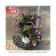 BUTTERFLY BUSH PUGSTER PINK #3