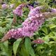 BUTTERFLY BUSH PUGSTER PINK #3