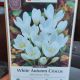 CROCUS WHITE AUTUMN 6PP
