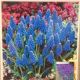 GRAPE HYACINTH 20PP