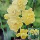 NARCISSUS YELLOW CHEERFULNESS 7PP