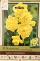 NARCISSUS YELLOW CHEERFULNESS 8PP