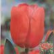 TULIP HOLLANDIA 7PP