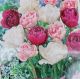 TULIP DOUBLE DUTCH BLEND 12PP
