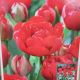 TULIP MIRANDA 7PP