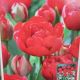 TULIP MIRANDA 7PP