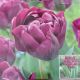 TULIP PURPLE PEONY 7PP
