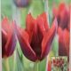 TULIP SLAWA 7PP