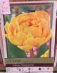 TULIP YELLOW POMPONETTE 8PP