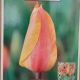 TULIP EL NINO 7PP