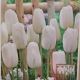 TULIP SNOW WHITE 7PP