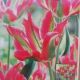 TULIP VIRICHIC 7PP