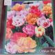 TULIP DOUBLE LATE MIX 16PP