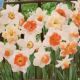 NARCISSUS PINK BLEND 16PP