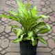 DIEFFENBACHIA 10