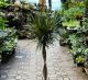 DRACAENA 10