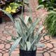 SNAKE PLANT 10