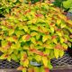 SPIREA DOUBLE PLAY CANDY CORN #3