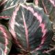 CALATHEA 6