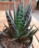 HAWORTHIA 6