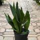 SNAKE PLANT 8