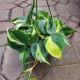 PHILODENDRON 6