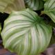 CALATHEA 4