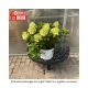 HYDRANGEA FIRE LIGHT TIDBIT #3