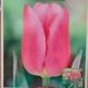 TULIP CHRISTMAS DREAM 7PP