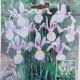 DUTCH IRIS CARMEN 20PP