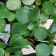 PILEA 2.5