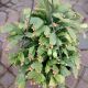 CHRISTMAS CACTUS HANGING BASKET 10