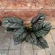 CALATHEA 6