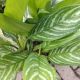 AGLAONEMA 8