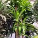 DRACAENA 14