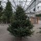 FRASER FIR 6-7 ' CUT